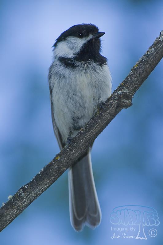 Black-capped Chickadee - Poecile atricapillus