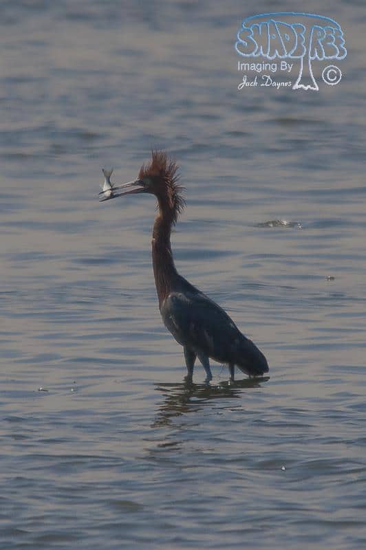 Reddish Egret - Egretta rufescens