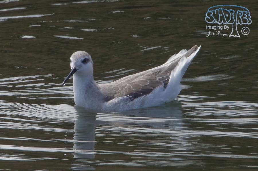 Wilson's Phalarope - Phalaropus tricolor