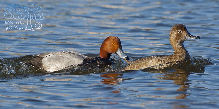 Redhead - Aythya americana