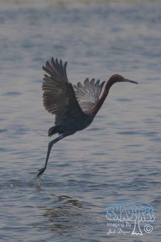 Reddish Egret - Egretta rufescens