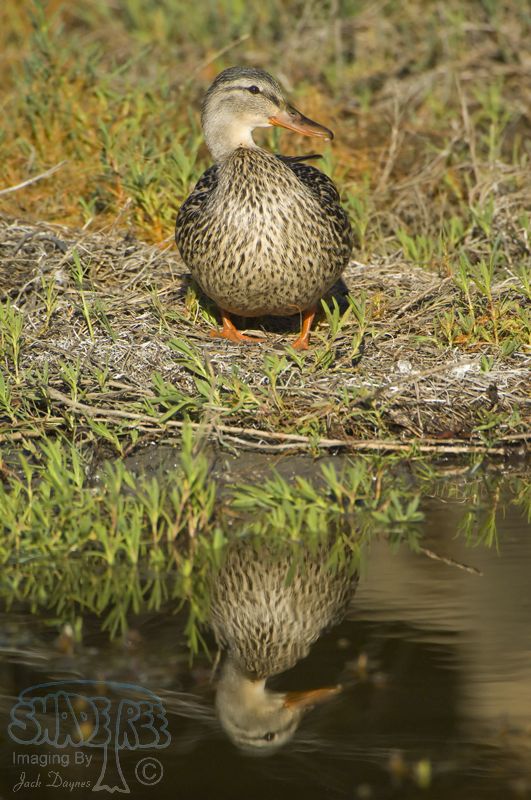 Mallard - Anas platyrhynchos