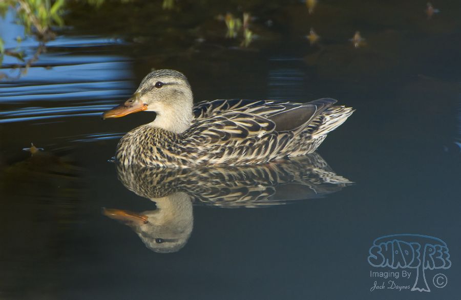 Mallard - Anas platyrhynchos