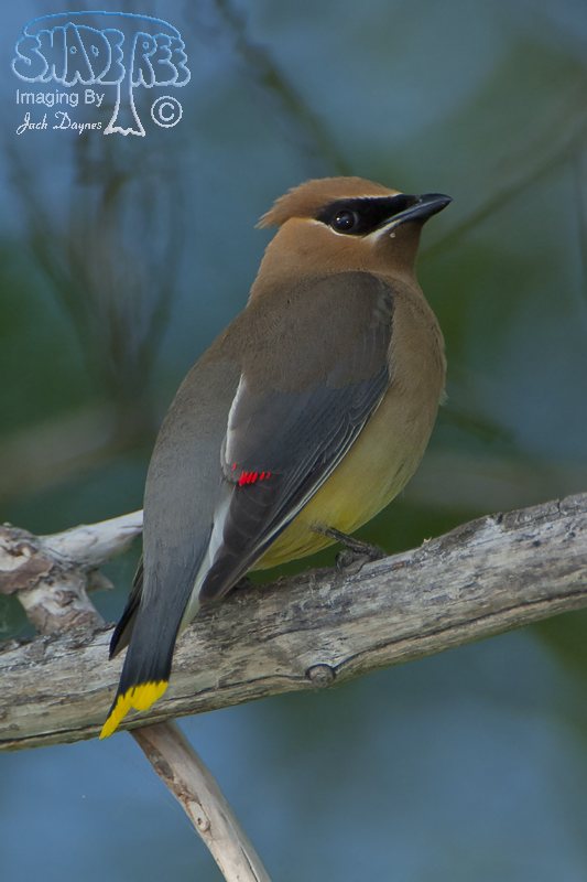 Cedar Waxwing - Bombycilla cedrorum
