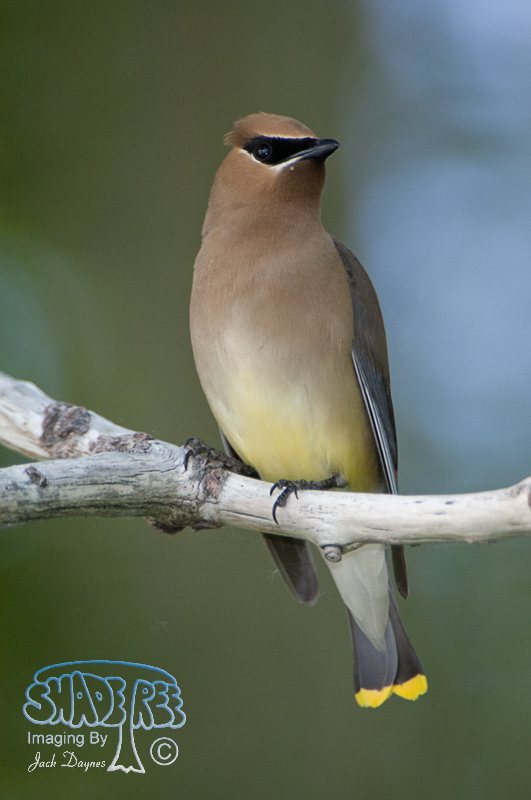 Cedar Waxwing - Bombycilla cedrorum