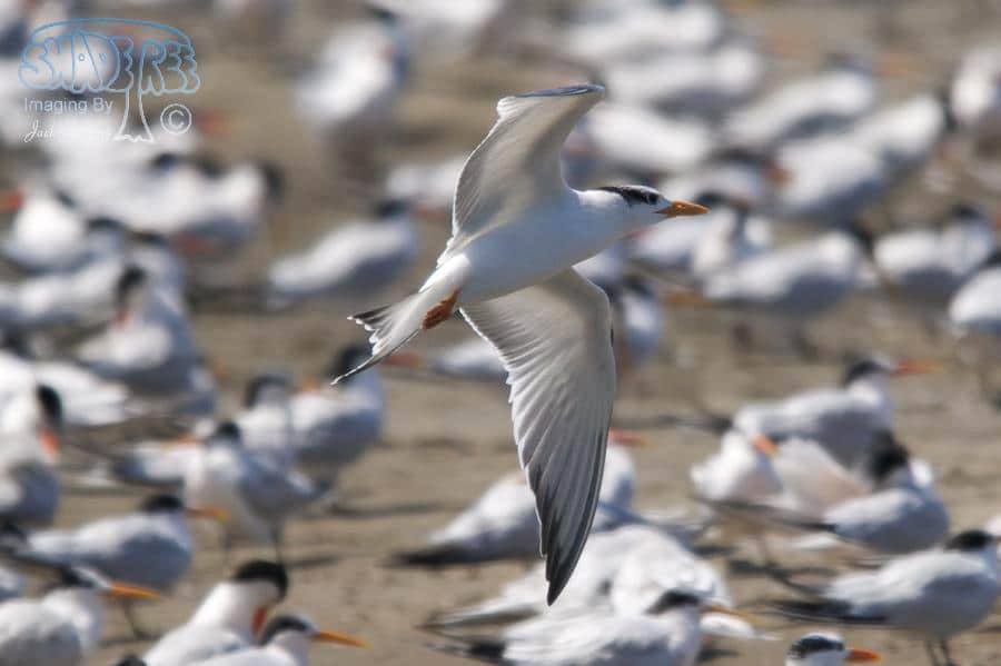 Royal Tern - Thalasseus maximus
