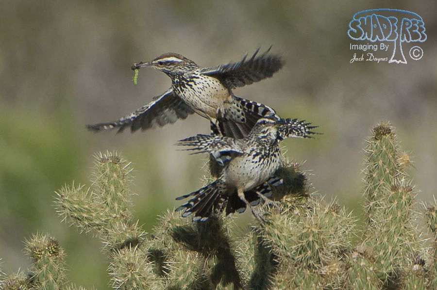 Cactus Wren - Campylorhynchus brunneicapillus