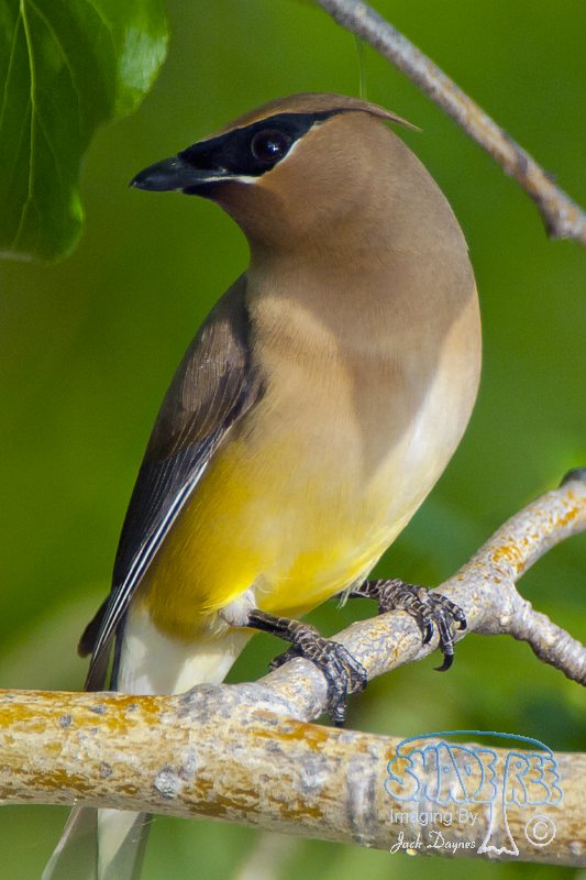 Cedar Waxwing - Bombycilla cedrorum