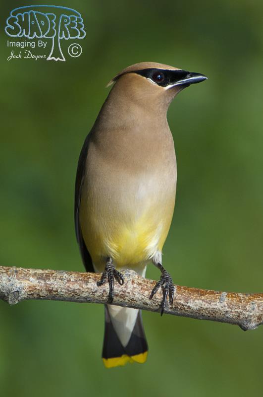 Cedar Waxwing - Bombycilla cedrorum