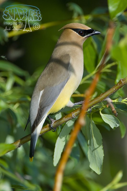 Cedar Waxwing - Bombycilla cedrorum