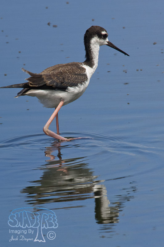 Black-Necked Stilt - Himantopus mexicanus