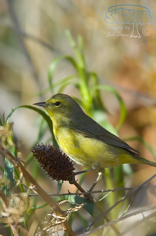 Orange-Crowned Warbler - Leiothlypis celata