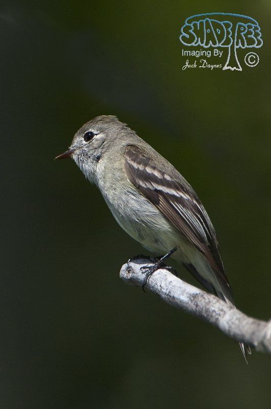 Least Flycatcher - Empidonax minimus