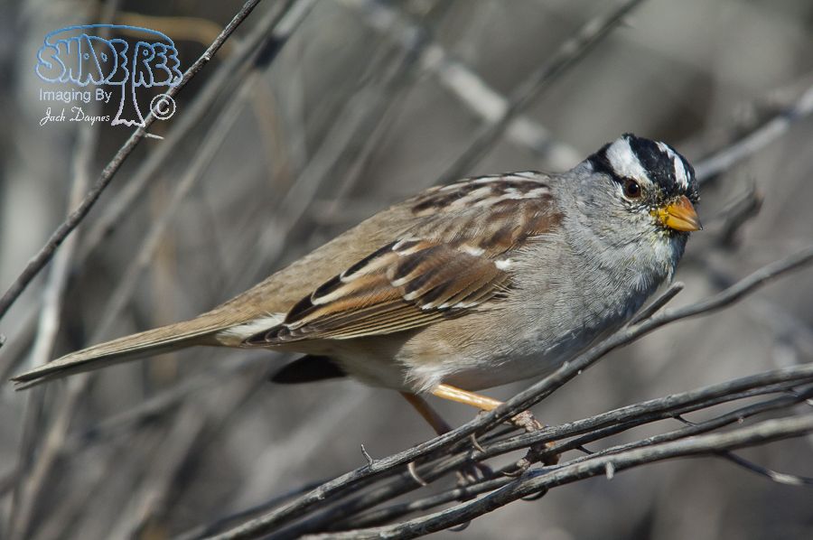 White-Crowned Sparrow - Zonotrichia leucophrys