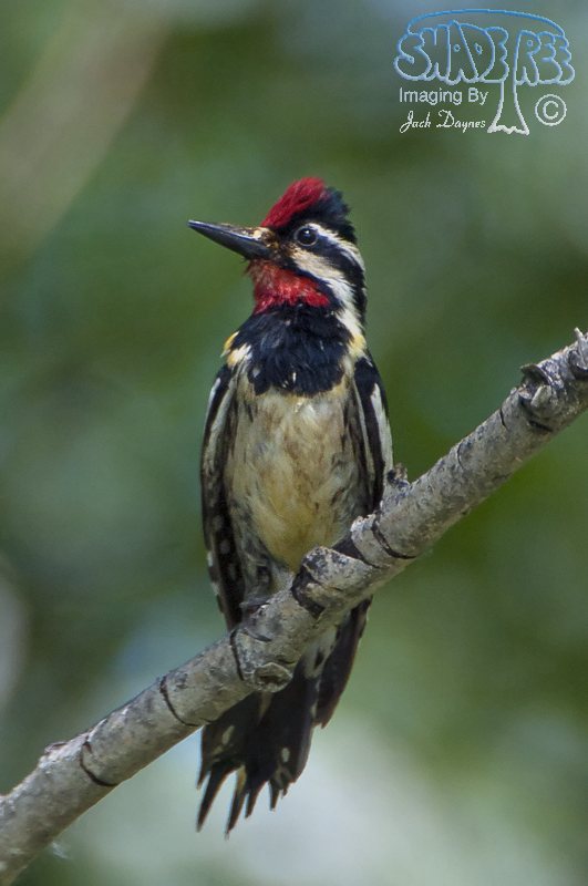 Yellow-Bellied Sapsucker - Sphyrapicus varius