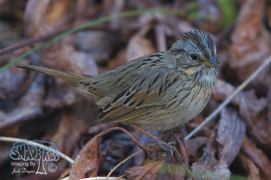 Lincoln's Sparrow - Melospiza lincolnii