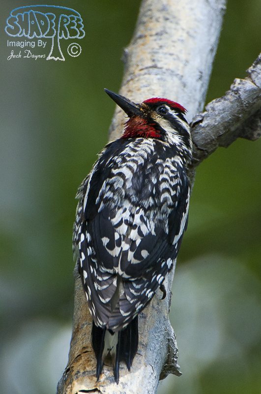 Yellow-Bellied Sapsucker - Sphyrapicus varius