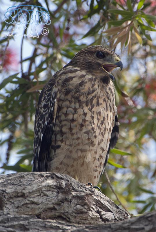 Red-shouldered Hawk - Buteo Lineatus