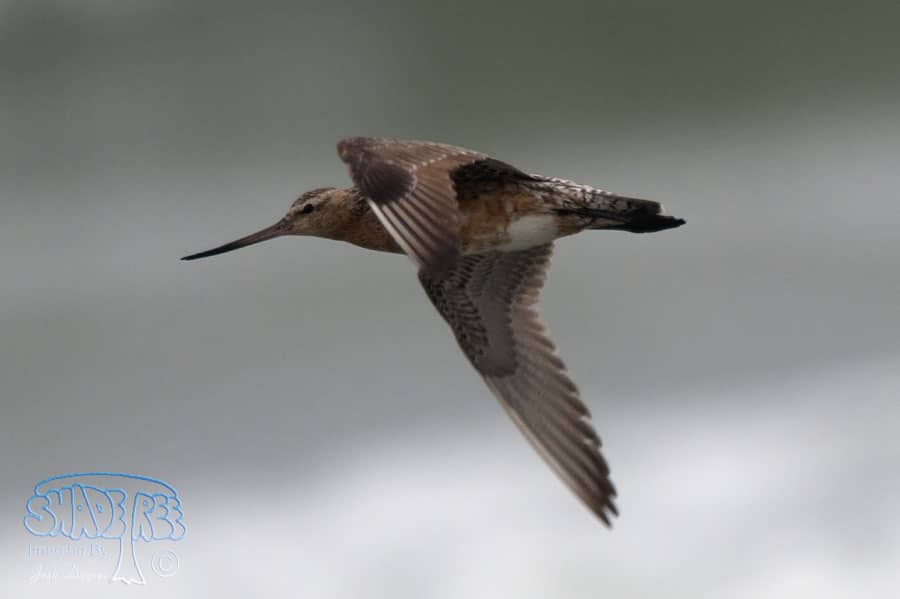 Bar-tailed Godwit - Limosa lapponica