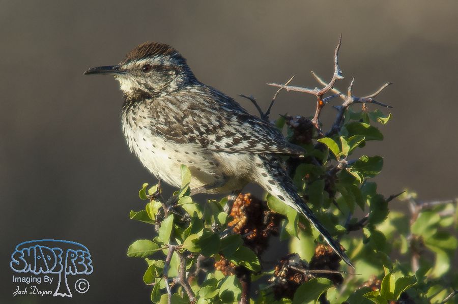 Cactus Wren - Campylorhynchus brunneicapillus