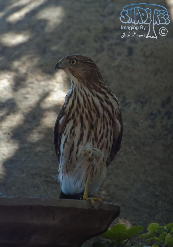 Cooper's Hawk - Accipiter cooperii