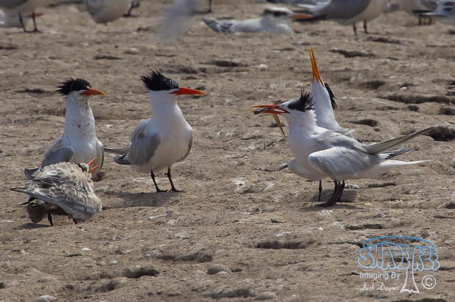 Elegant Tern - Thalasseus elegans