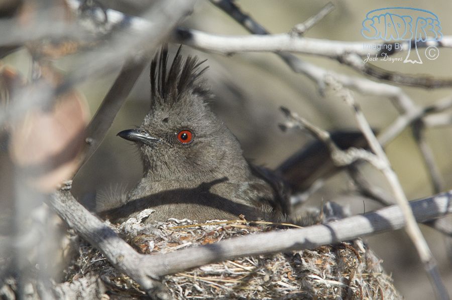 Phainopepla - Phainopepla nitens