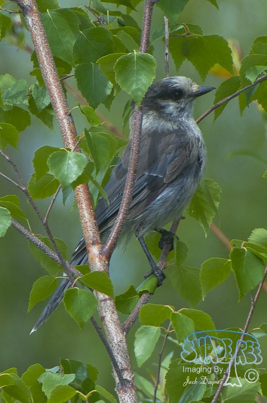 Canada Jay - Perisoreus canadensis