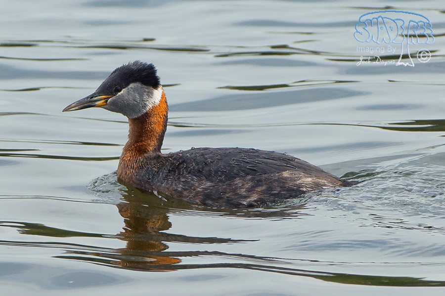 Red-Necked Grebe - Podiceps grisegena