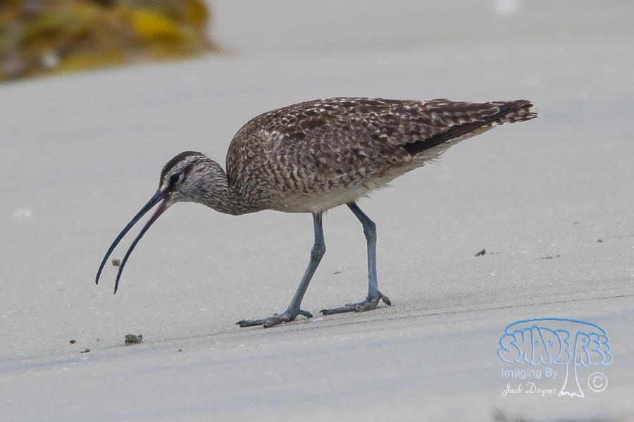 Whimbrel - Numenius phaeopus