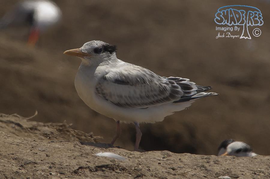 Royal Tern - Thalasseus maximus