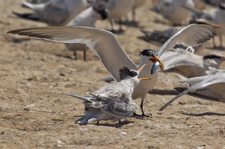 Elegant Tern - Thalasseus elegans