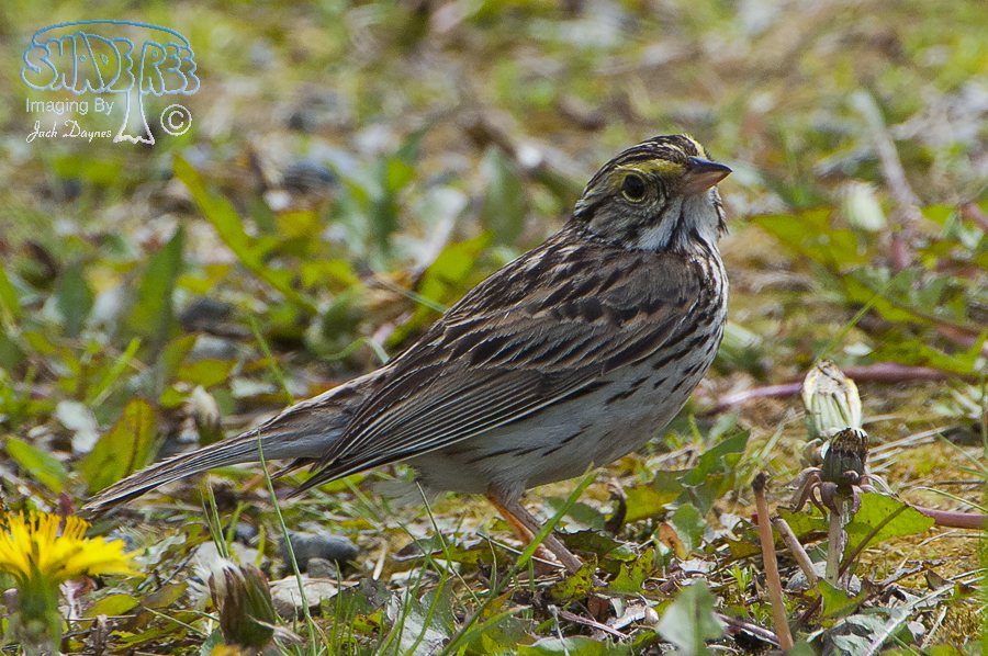 Savannah Sparrow - Passerculus sandwichensis