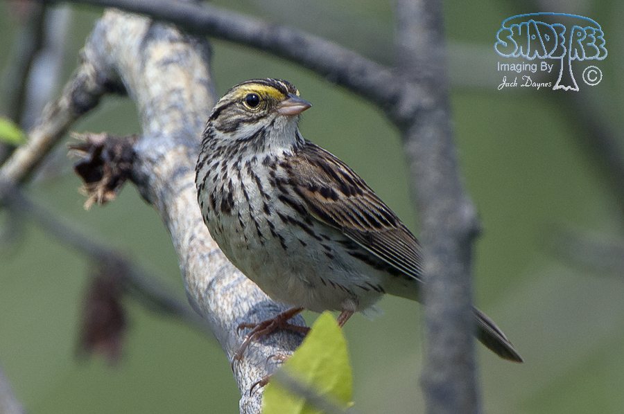 Savannah Sparrow - Passerculus sandwichensis