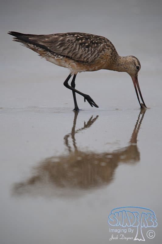 Bar-tailed Godwit - Limosa lapponica