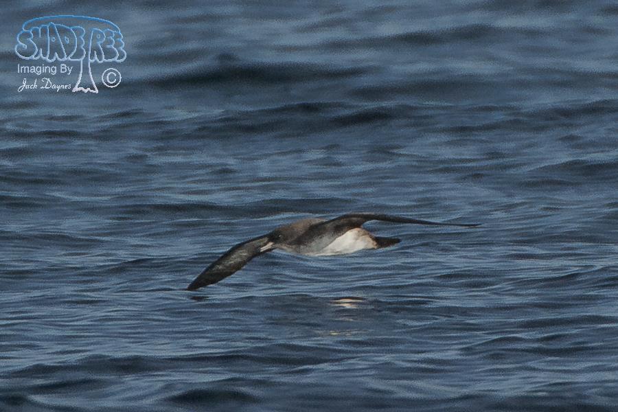 Pink-Footed Shearwater - Puffinus creatopus