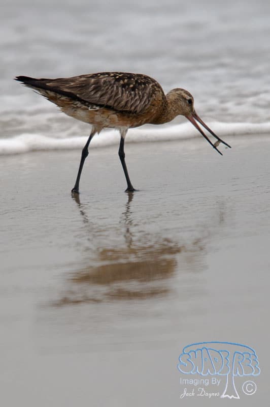 Bar-tailed Godwit - Limosa lapponica