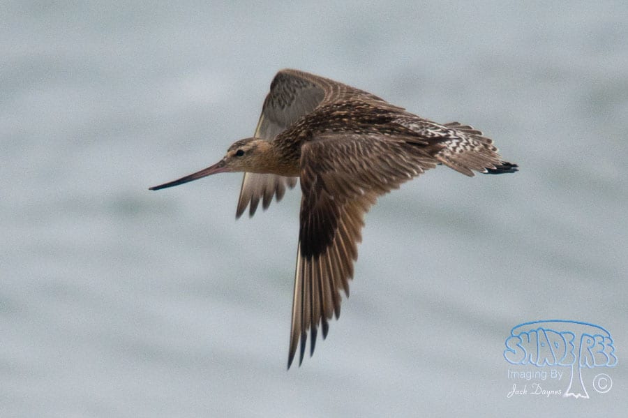 Bar-tailed Godwit - Limosa lapponica