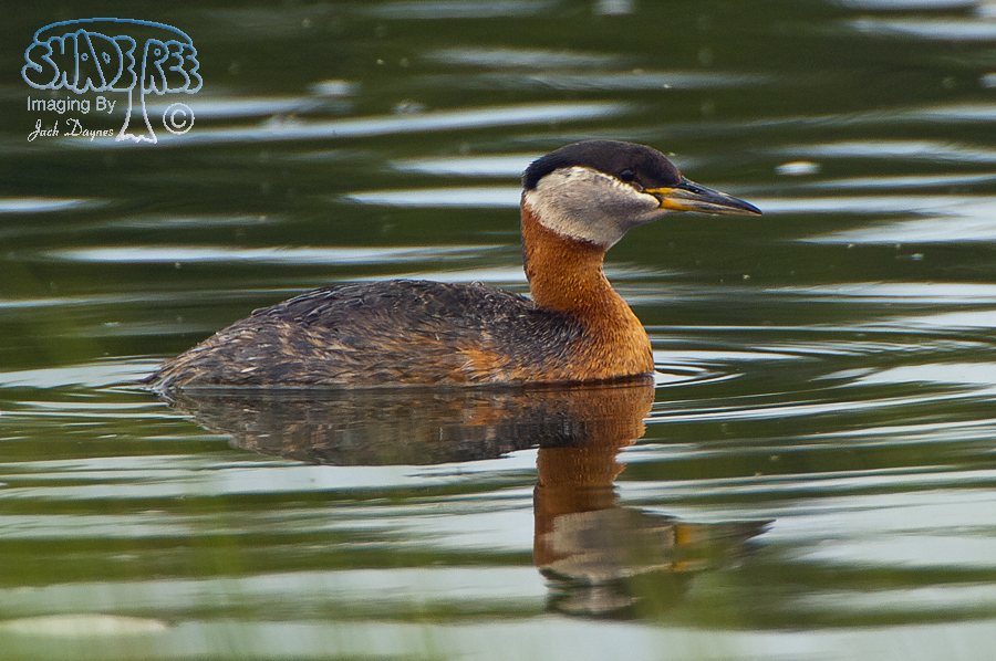 Red-Necked Grebe - Podiceps grisegena