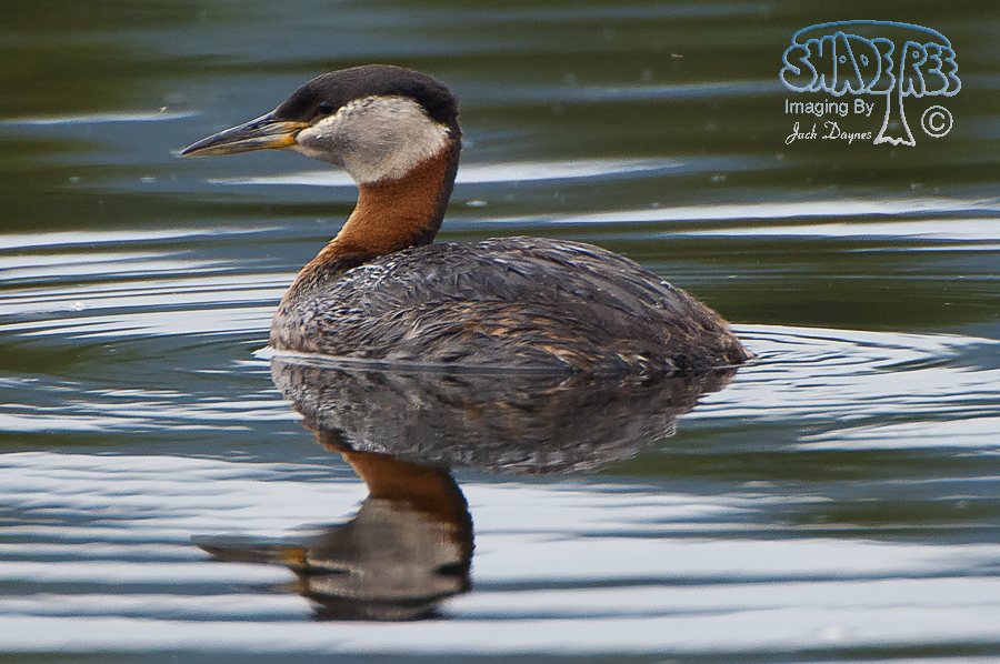 Red-Necked Grebe - Podiceps grisegena