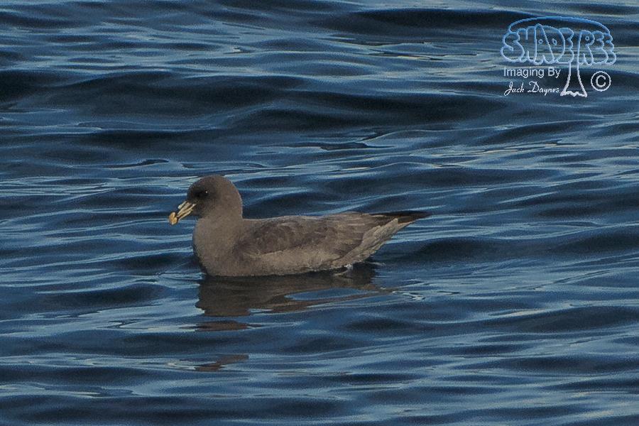 Northern Fulmar - Fulmarus glacialis