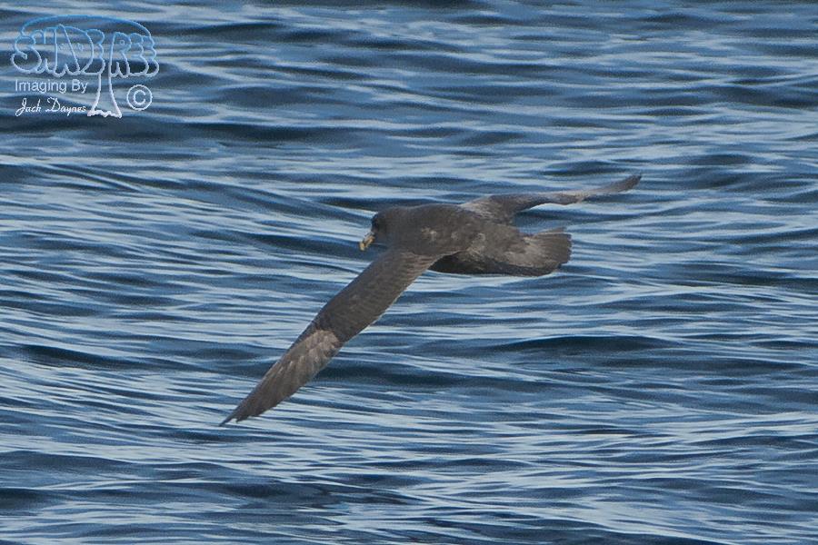 Northern Fulmar - Fulmarus glacialis