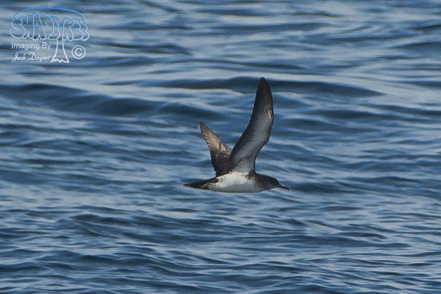 Black-Vented Shearwater - Puffinus opisthomelas