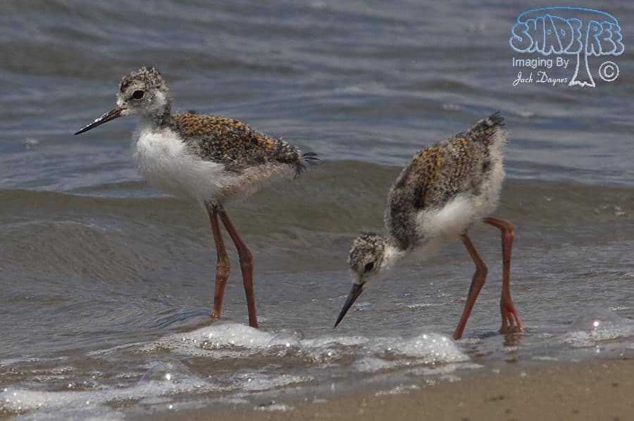 Black-necked Stilt - Himantopus mexicanus