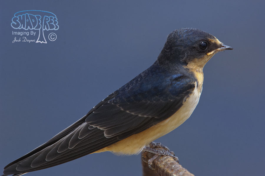 Barn Swallow - Hirundo rustica