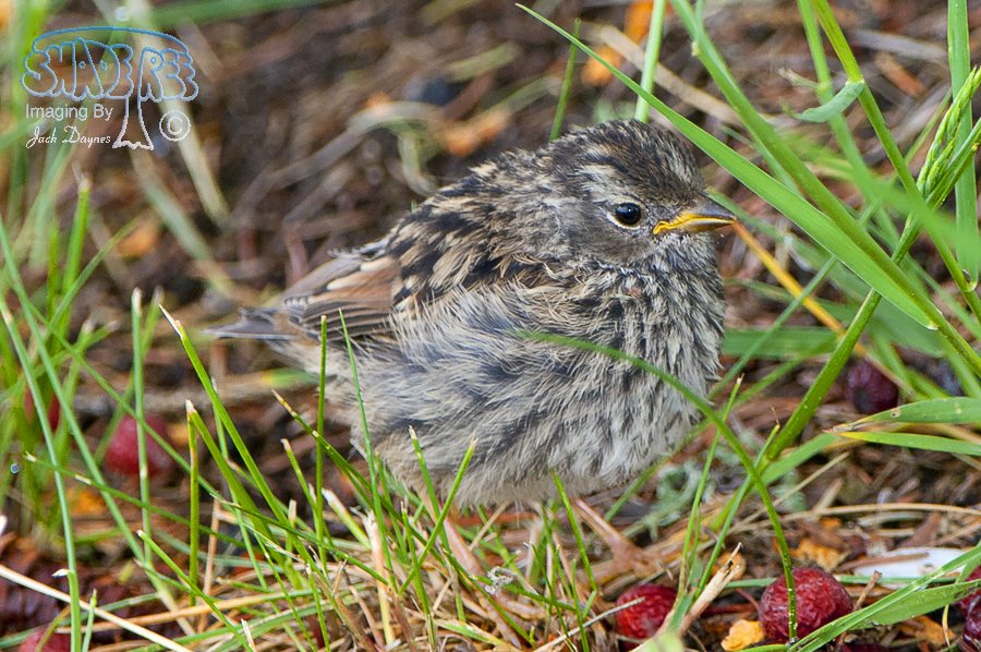 White-Crowned Sparrow - Zonotrichia leucophrys