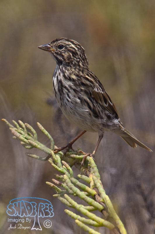 Savannah Sparrow - Passerculus sandwichensis