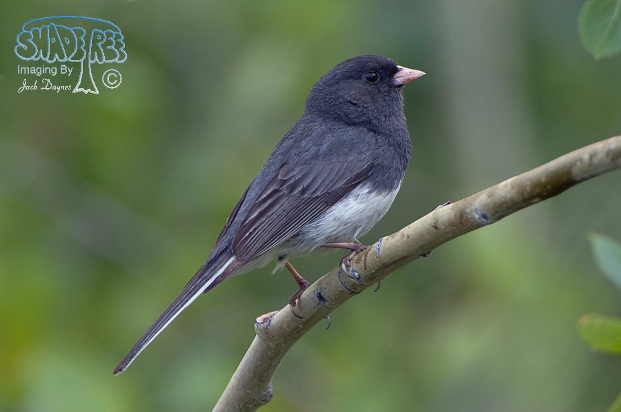 Dark-Eyed Junco - Junco hyemalis