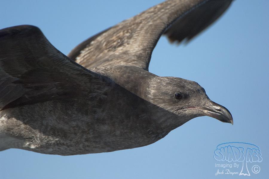 Western Gull - Larus occidentalis