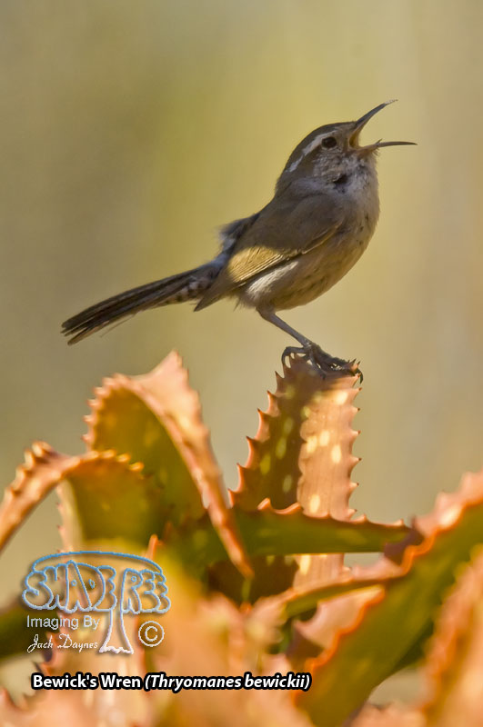 Bewick's Wren - Thryomanes bewickii